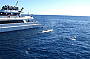 See the Humpbacks during June - October