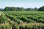 Swan Valley Region