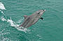 Dolphins in Moreton Bay