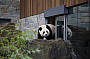Adelaide Zoo Giant Panda's Wang Wang & Funi