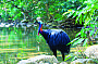 The elusive cassowary