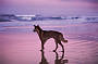 Dingo on Fraser Is beach