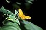 a butterfly in the rainforest