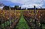 Domaine Chandon