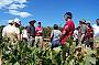 Langmeil Winery Vineyard Tour