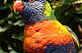 BAROSSA VALLEY TOUR ALL INCLUDED ( PP )