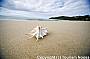 Noosa Weekend Surfing Escape (ex Byron Bay, Gold Coast & Brisbane)
