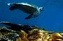 Swim with turtles!