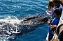 Whale Watch Experience