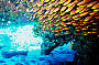Rottnest Island Snorkelling Tours