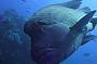 Maori Wrasse