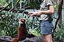 Cairns Tropical Zoo AM or PM with transfers ex Cairns & Northern Beaches