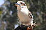 Birds of Prey