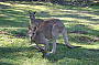 Kangaroos
