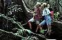 Walking in an ancient rainforest