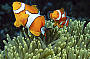Clown fish