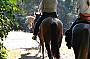Healthy Horses with Big 'Apple Bums' !