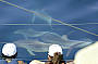 Dolphin Watch- Starts Sept 2011