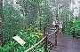 Return Skyrail Rainforest Cableway Experience - from Cairns and Northern Beaches