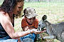 Feeding a kangaroo at Cleland Wildlife Park