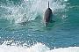 2 Day Moreton Island BUSH 'N' SAND Safari ex Brisbane