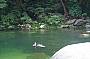 Mossman Gorge