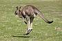 as are their big brothers - the kangaroos