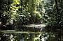 A beautiful rainforest river