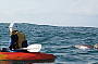 3HR Kayak with Dolphins, Snorkel with Turtles Tour