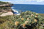 Coast Walk Royal National Park Sydney