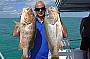 Golden Snapper