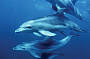 Dolphin and Seal Sightsee Full Day Tour (with transfers)