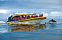 Bruny Island Cruises - Dolphin on the Bow