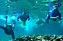 Rottnest Island Snorkelling Tours