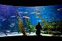 Melbourne Aquarium Fish Bowl