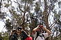 Looking at a koala in the wild