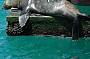 Visit Chinaman's Hat Fur Seal Colony
