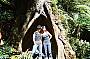 The Otway Rainforest