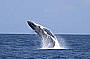 Tangalooma Dolphin Adventure Tour including Whale Watch Cruise