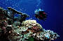 Tusa Dive 2 Day Referral Course