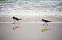 Sandy Cape, Fraser Island
