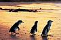 Be enchanted by the world's smallest penguins.