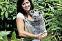 Hold a koala!