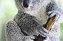 Meet McKenzie Koala - a marsupial mammal