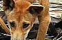 Fraser Island Dingo