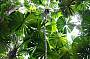 CAPE TRIBULATION DAY TOUR