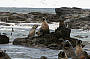 Seals Rocks