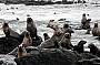 Fur Seals