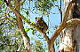 Koala in the Great Otway National Park