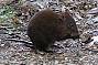 a primitive musky rat-kangaroo